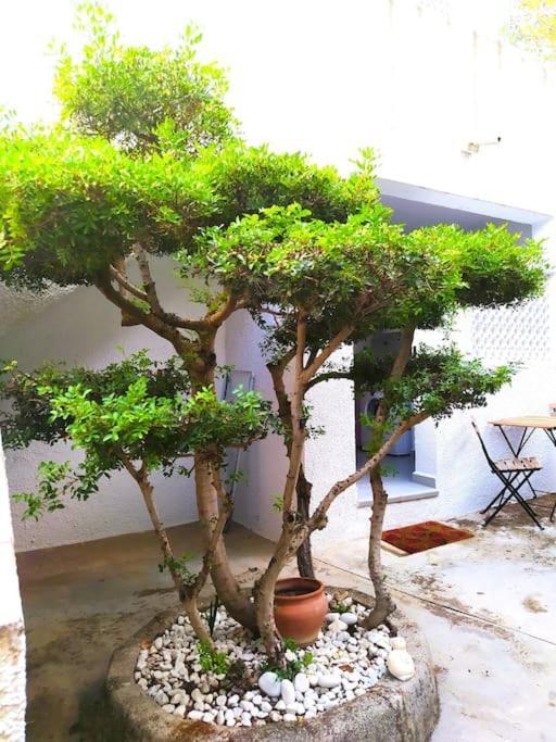 La Casa De Las Palmeras Muntanya la Sella 외부 사진